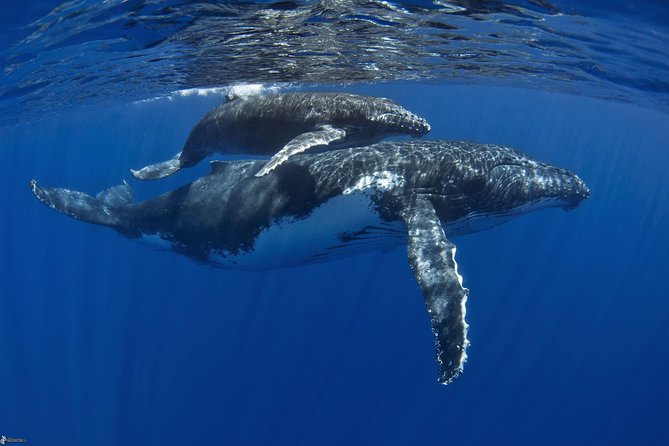 Half day whale tour 4h00 - Four hours in Moorea’s whale waters