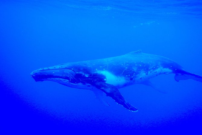 Half day whale tour 4h00 - Six swimmers at a time changes the experience