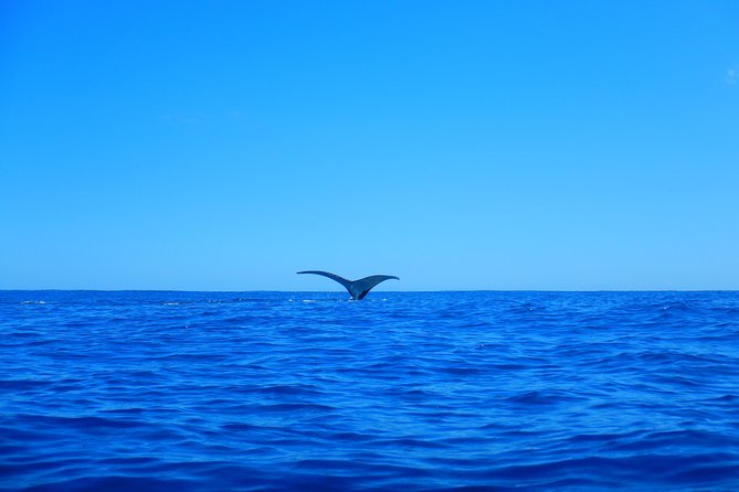 Half day whale tour 4h00 - Respectful wildlife viewing, with limits