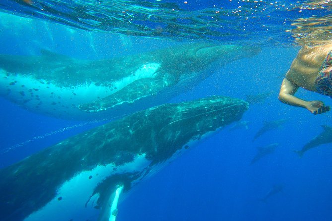 Half day whale tour 4h00 - The swim is the real physical test