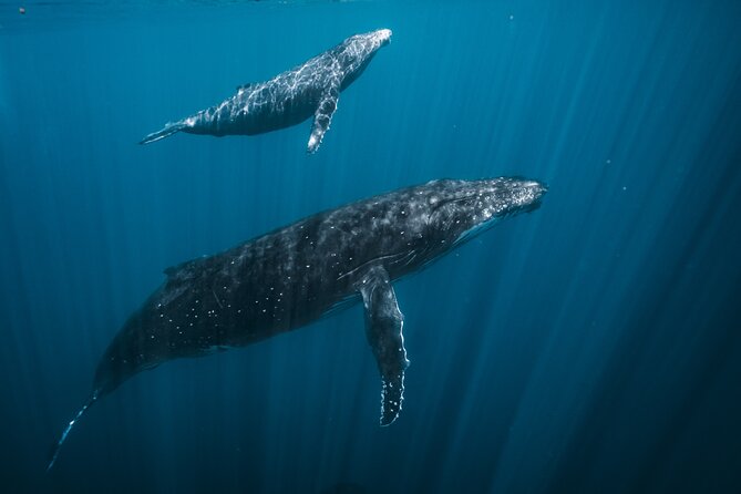 Half Day Whale Watching in a Small Shared Group - Why Tahiti attracts humpback whales