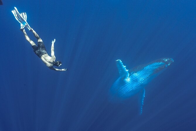 Half Day Whale Watching in a Small Shared Group - The crew and the quality of the guiding