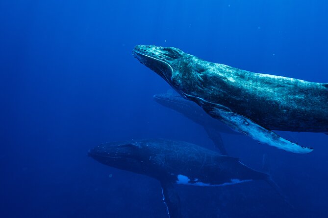 Half Day Whale Watching in a Small Shared Group - Snacks, snorkeling, and the small comforts