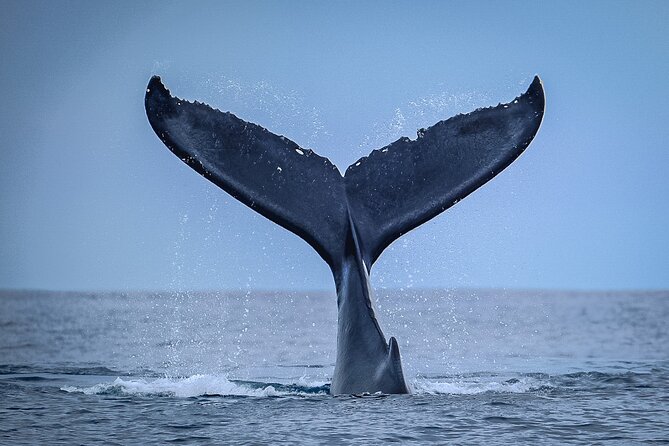 Half Day Whale Watching in a Small Shared Group - What the four-hour outing is like