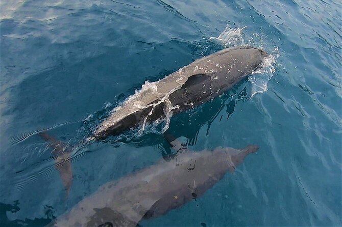 Half day whale watching - Without launch - Who will enjoy this most
