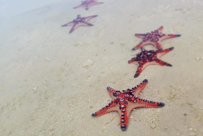 Hideaway Island Escape, Blue Lagoon and Turtle Experience - Key points to know before booking