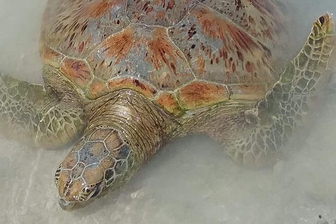 Hideaway Island Escape, Blue Lagoon and Turtle Experience - Crystal Blue Lagoon, rope swings, and an easy first swim