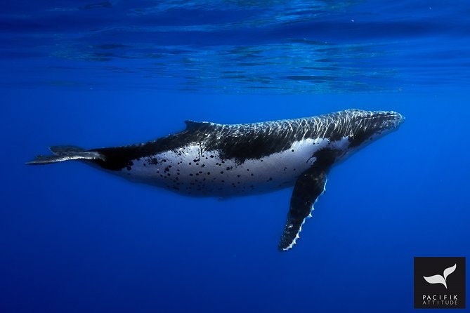 Humpback whale watching and marine life in Moorea - What the three-hour Moorea whale trip is really like