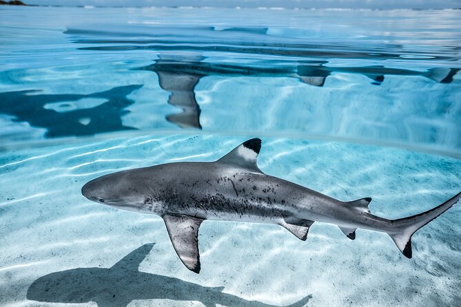 Humpback whale watching and marine life in Moorea - Searching for whales in open water
