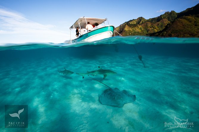 Humpback whale watching and marine life in Moorea - What happens if you enter the water