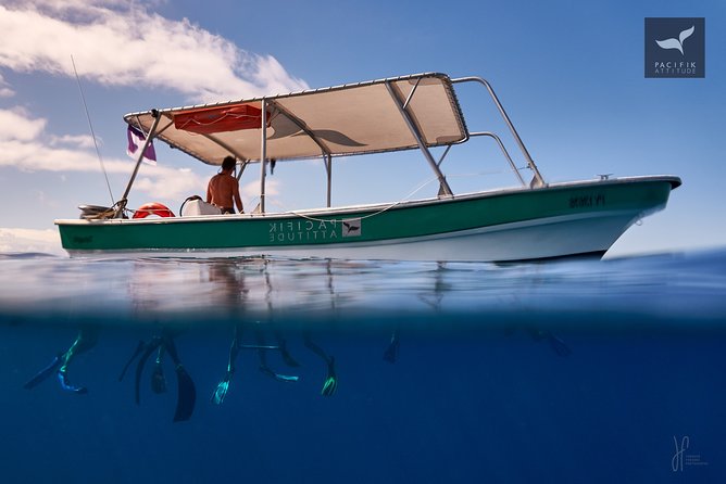 Humpback whale watching and marine life in Moorea - The rest of Moorea’s marine life