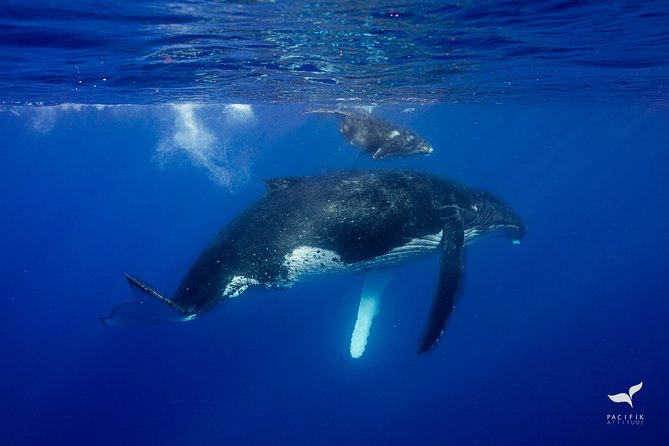Humpback whale watching and marine life in Moorea - The guides and the feel of the boat