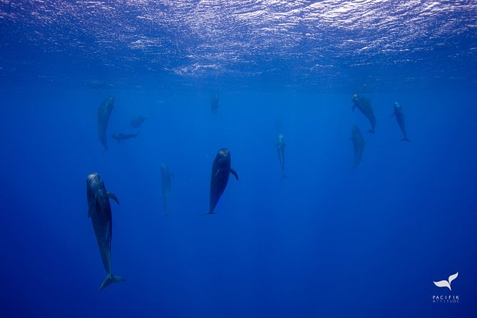 Humpback whale watching and marine life in Moorea - How much value do you get for $327.95?