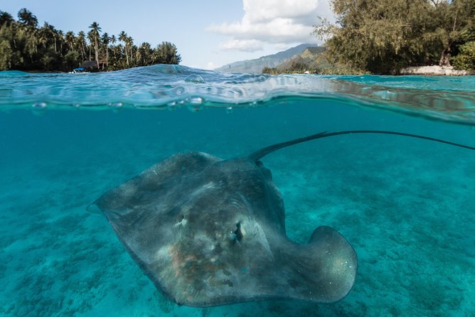 Introduction to sailing and discovering the lagoon - Snorkeling among rays, sharks, turtles, and fish