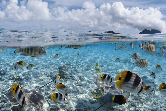 Introductory Dive in Bora Bora (afternoon) - What the afternoon actually feels like