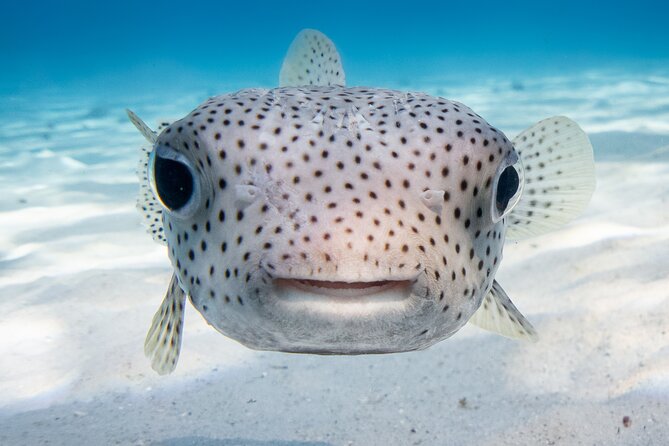 Introductory Dive in Bora Bora (afternoon) - Why the instructor ratio matters