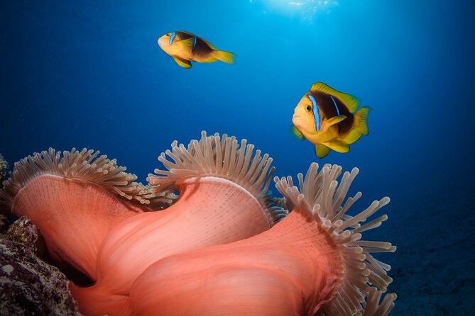 Introductory Dive in Bora Bora (afternoon) - Who will enjoy this most