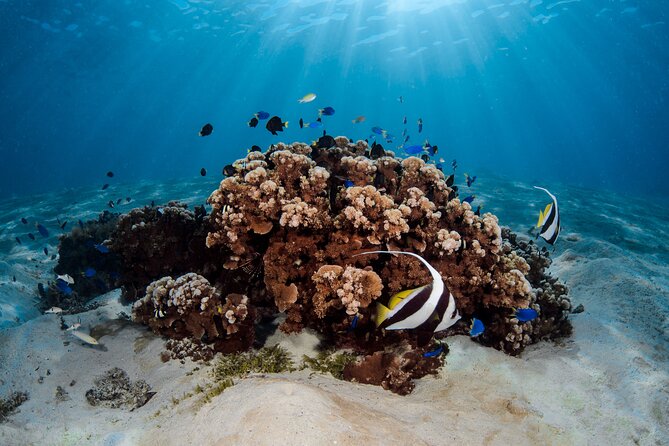 Introductory Dive in Bora Bora (afternoon) - The coral garden and marine life