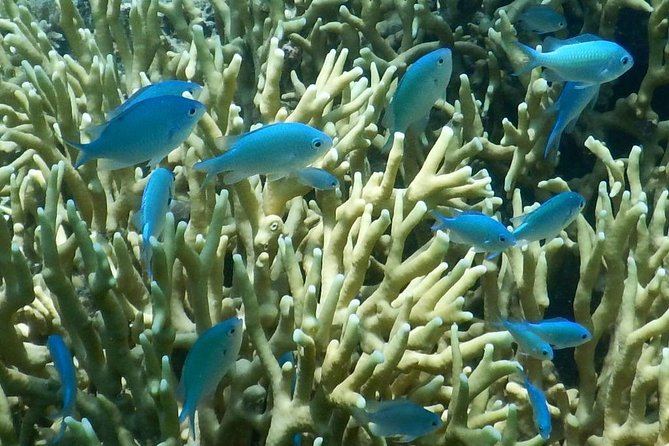 Introductory Scuba Dive experience - Whitetip Marine Adventures - Is $230.48 a fair price?
