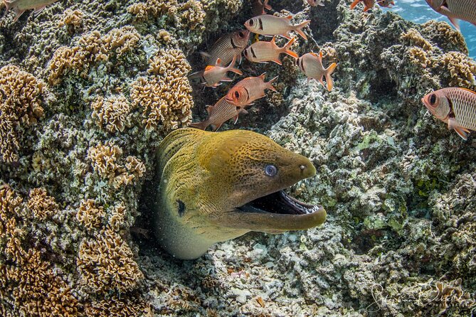 Introductory Scuba Diving Experience in Bora Bora - Practical timing and booking advice
