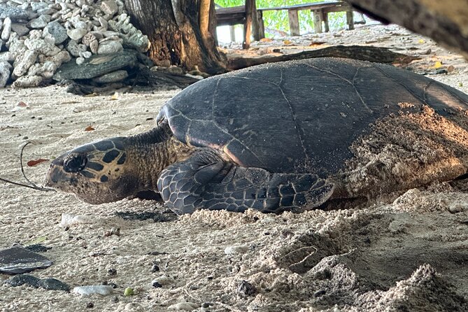 Island Day Tour Santo's Best Snorkeling Marine Sanctuary - Key Points for Planning Your Dany Island Day