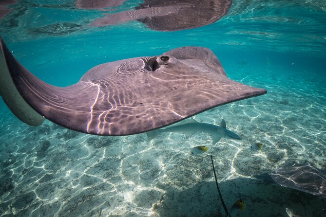 Keishi Tour Half Day Shared Excursion - Why the lagoon is the real Bora Bora