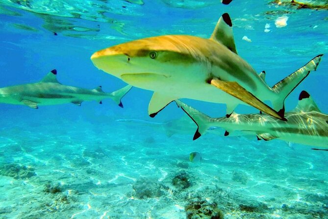 Keishi Tour Half Day Shared Excursion - Sharks and stingrays in the lagoon