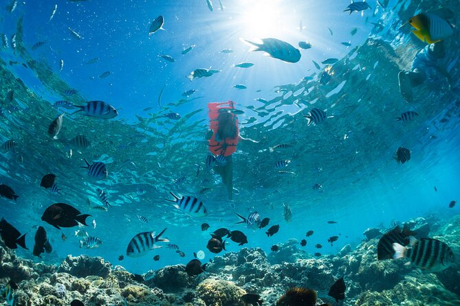 Keishi Tour Half Day Shared Excursion - Snorkeling at a coral garden