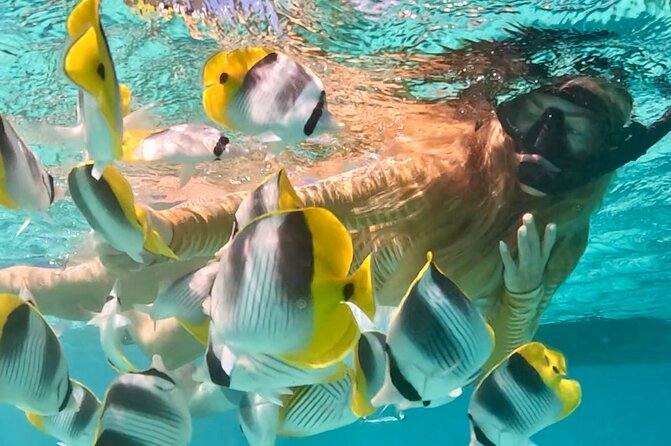 Lagoon and Marine Wildlife Tour in Moorea - Why Moorea’s lagoon is the right place for a short boat trip