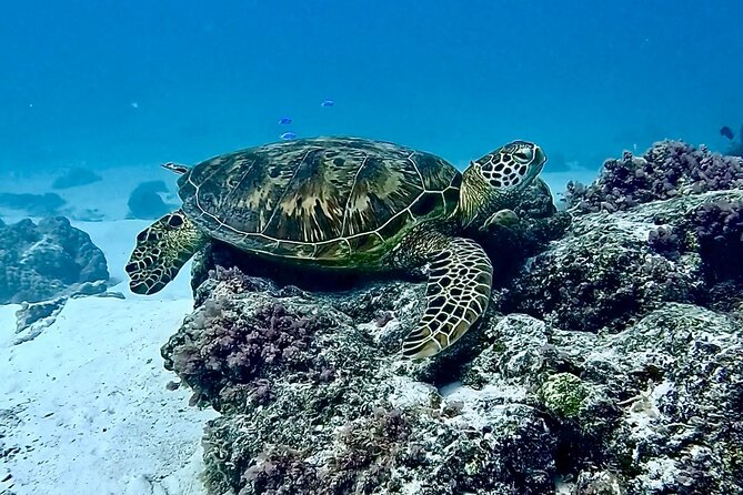 Lagoon and Marine Wildlife Tour in Moorea - The sandbar stop and snorkeling time