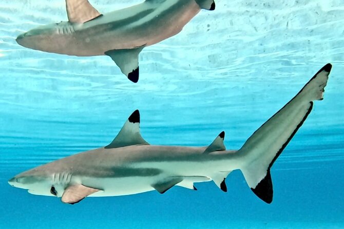 Lagoon and Marine Wildlife Tour in Moorea - Weather, cancellation, and choosing the right day