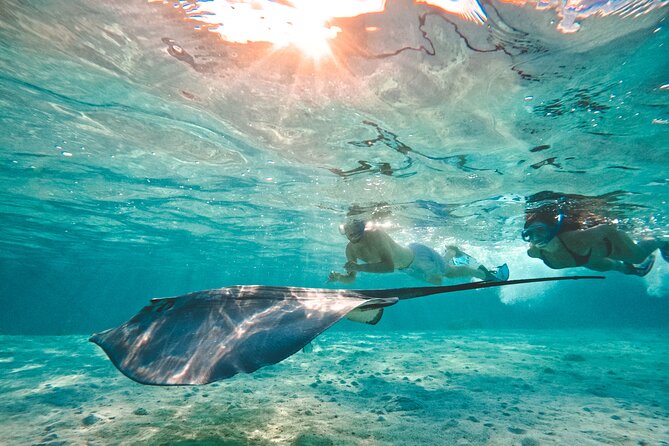 Lagoon and Wildlife Discovery on a Private Boat in Moorea - Turtles, dolphins, and the limits of wildlife watching