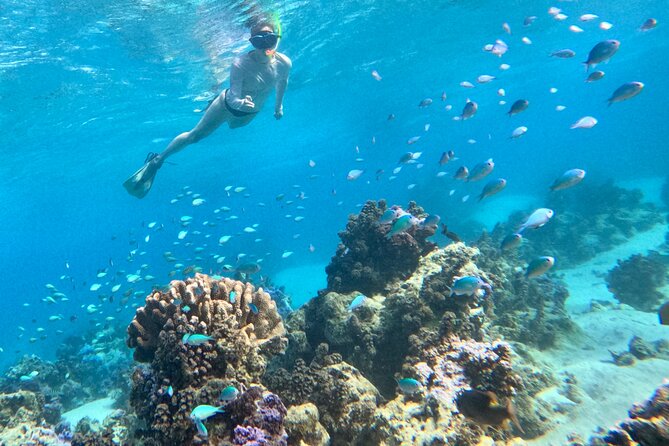 Lagoon and Wildlife Discovery on a Private Boat in Moorea - What the $293.94 price really buys you