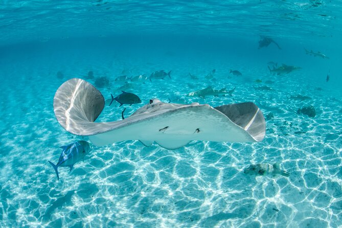 Lagoon Exploration and Snorkeling in Moorea - Moorea’s lagoon is the main attraction