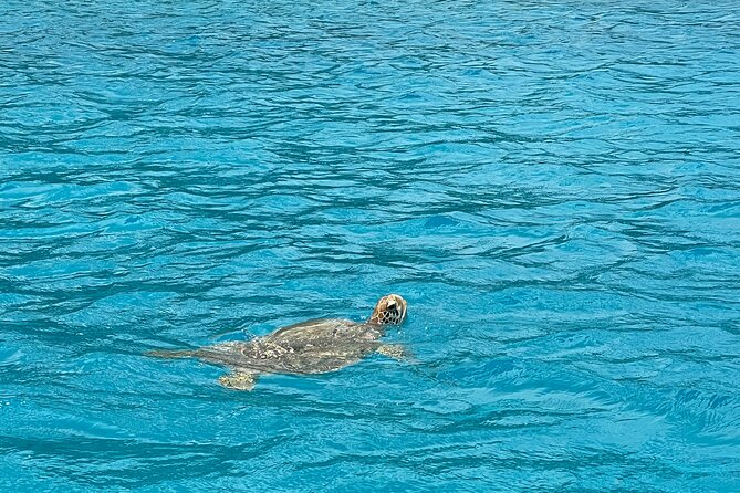 Lagoon Exploration and Snorkeling in Moorea - What the four-hour format means for your day