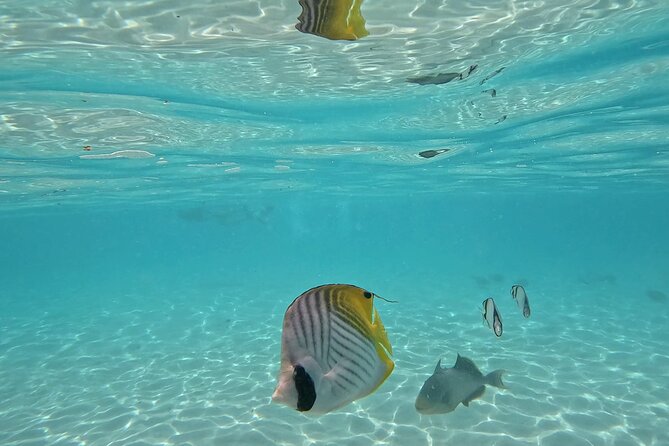Lagoon Exploration and Snorkeling in Moorea - Who should book this Moorea snorkeling trip?