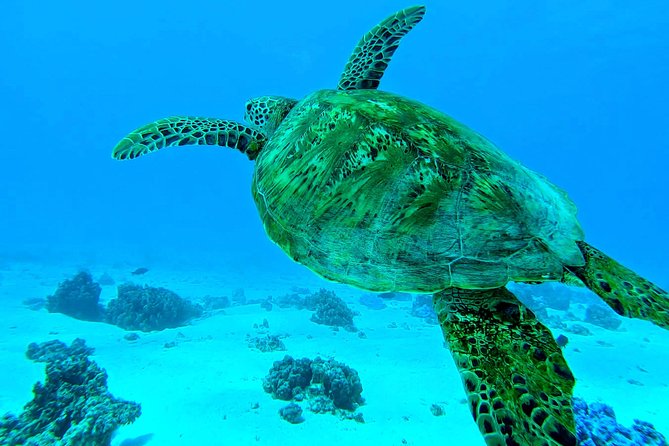 Lagoon Tour - Discover the magnificent lagoon of Moorea - The sandbank where rays and sharks gather
