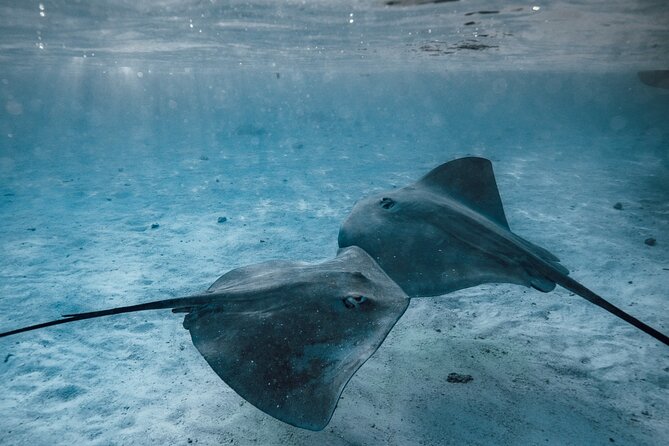 Lagoon Tour - Discover the magnificent lagoon of Moorea - Safety, comfort and what to pack