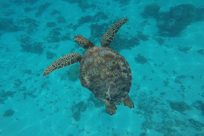 Lagoon Tour in Moorea in Small Group with Lunch - Sea turtles and the chance of leopard rays