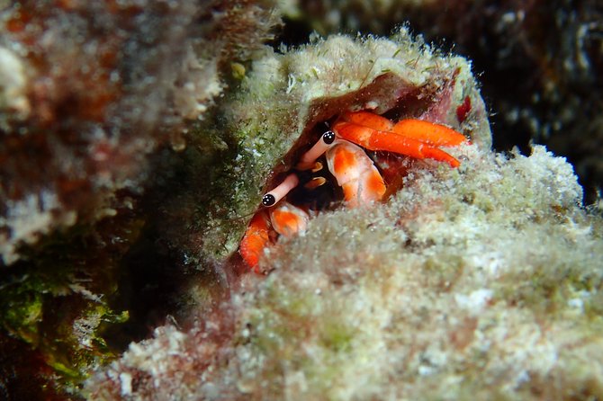 Luxury Full Day Snorkeling - Manta rays, eagle rays, and larger sea life