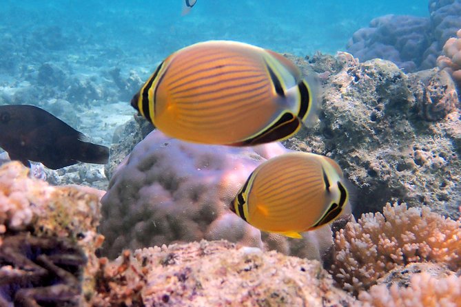 LUXURY PRIVATE Catamaran Bora Bora : Full-Day Trip - The reef edge and the best swimming bay