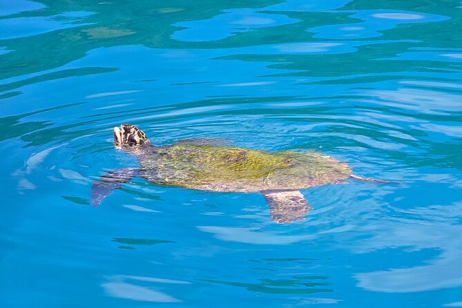 Major Tom -Sailing Day Cruise, with Snorkeling, Lunch & More! - What the $164.25 price buys you