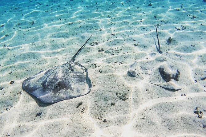 Mo'orea Half Day Private Tour with Snorkeling and Cruising the Lagoon - What the private format changes