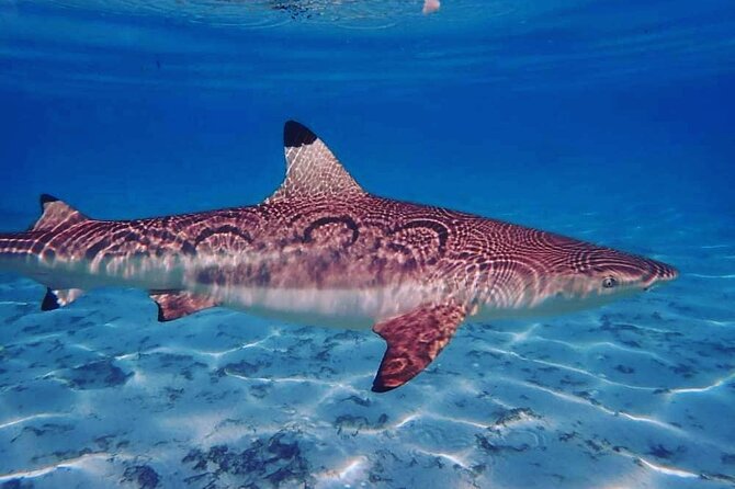 Mo'orea Half Day Private Tour with Snorkeling and Cruising the Lagoon - Weather, timing, and booking details