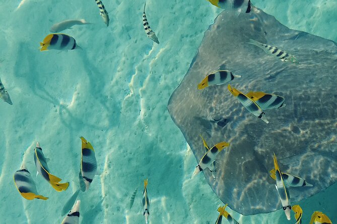 Mo'orea Half Day Private Tour with Snorkeling and Cruising the Lagoon - A closer look at the four-hour route