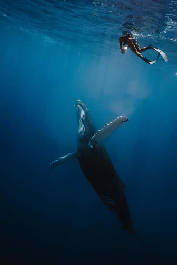 Moorea 4H Shared Boat Tour Whale Swimming and Snorkeling - A four-hour Moorea outing built around the open sea