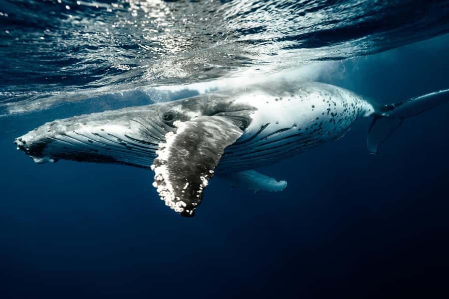 Moorea 4H Shared Boat Tour Whale Swimming and Snorkeling - Lagoon wildlife after the whale search