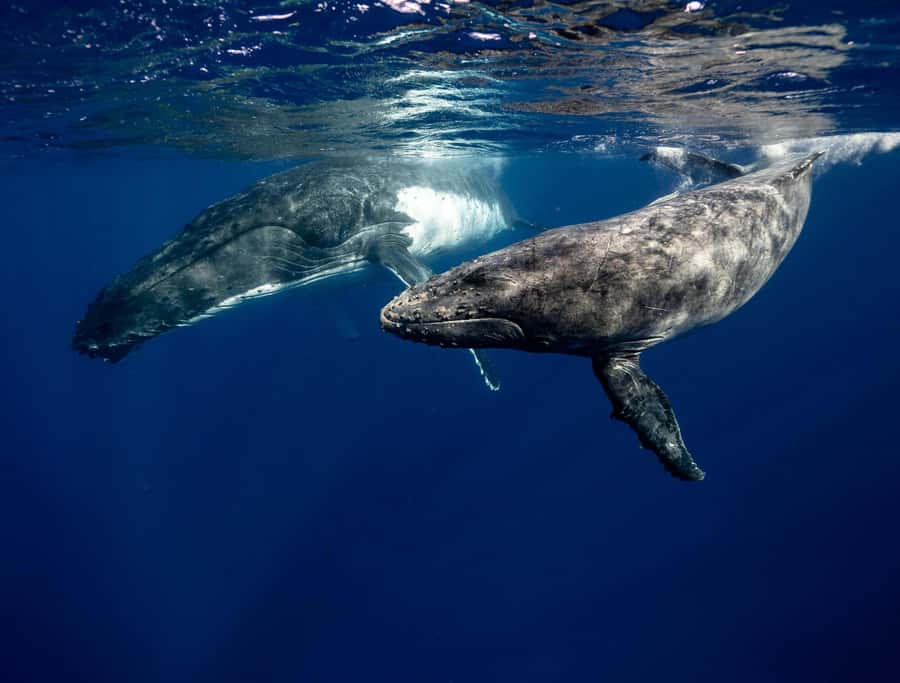Moorea 4H Shared Boat Tour Whale Swimming and Snorkeling - Pickup, boat time, and what to bring