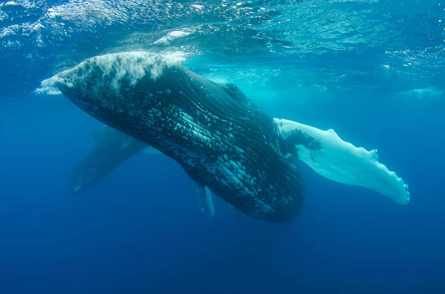 Moorea 4H Shared Boat Tour Whale Swimming and Snorkeling - Safety, comfort, and animal etiquette