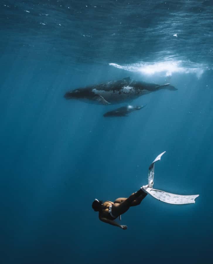 Moorea 4H Shared Boat Tour Whale Swimming and Snorkeling - Who should book this Moorea tour?